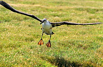 Laysan albatross (Phoebastria immutabilis) juvenile learning to fly, Midway Atoll, Pacific
