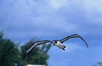 Laysan albatross (Phoebastria immutabilis) juvenile flying, Midway Atoll, Pacific