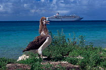Juvenile Laysan albatross (Phoebastria immutabilis) on beach with cruise ship in background,  Midway Atoll