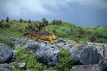 Land iguana{Conolphus subcristatus} South Plaza Island, Galapagos