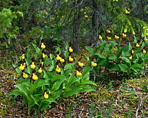 Yellow lady's slipper orchid {Cypripedium calceolus} Sweden
