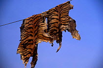 Fake tiger skins made from Dog skins painted with stripes hang on line to dry, India