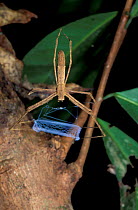 Net casting spider {Dinopsis sp} female with net, Nosy Mangabe, Madagascar. This species weaves silk nets, which it drops on top of its prey to ensnare it.