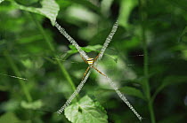 Spider {Argiope pulchella} on web, India
