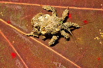 Assassin bug nymph camouflaged with debris (Reduviidae) Philippines