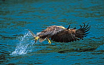 White tailed sea eagle {Haliaeetus albicilla} fishing, off Isle of Skye, Scotland. Sequence 2/3