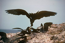 Silhouette of Magnificent frigate bird {Fregata magnificens} stealing food from Brown booby, Mexico