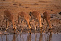 Four Impala {Aepyceros melampus} drinking at a waterhole. Savuti NP, Botswana