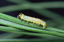 Caterpillar larva of Pine hawkmoth {Sphinx pinastri} UK