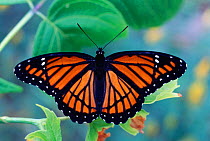 Viceroy butterfly {Limenitis archippus} mimics poisonous Monarch butterfly. NJ, USA