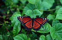 Viceroy butterfly {Limenitis archippus} mimics poisonous Monarch butterfly, Florida, USA