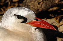 Red tailed tropic bird {Phaethon rubricauda} portrait, Midway Atoll, Pacific