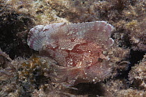 Scorpion leaf fish {Scorpaenidae} Midway Atoll, Midway Islands