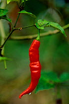 Chilli pepper fruit {Capsicum annum acuminatum} Guyana