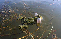 Male European edible frog vocalising {Rana esculenta} Danube Delta, Romania, Europe