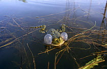 European edible frog male vocalising at water surface {Rana esculenta} Danube Delta, Romania