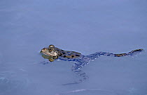European edible frog swimming (Rana esculenta) Danube Delta, Romania