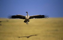 White backed vulture {Gyps africanus} in flight, Masai Mara GR, Kenya