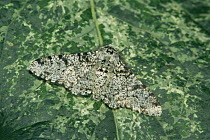 Peppered moth {Biston betularia} camouflaged on leaf, Devon UK