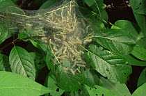 Caterpillar larvae of Fall webworm {Hyphantria cunea} in nest on Buttonbush, Delaware, USA