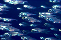 School of Glassy sweepers fish {Parapriacanthus guentheri} Red Sea
