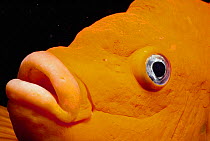 Close up of Garibaldi fish face {Hypsypops rubicunda}, Channel Islands, California, USA