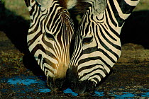 Two Common zebras drinking {Equus burchelli} Masai Mara National Reserve, Kenya