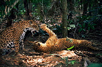 Jaguars {Panthera onca} playing, captive, Brazil, Amazon, South America.