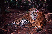 Jaguars grooming, captive animals {Panthera onca}, Amazon Brazil, South America