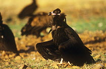 European black vulture {Aegypius monachus} on ground, Spain