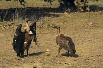 Long billed vulture (Gyps indicus) display, Bandhavgarh NP, India, Critically endangered species