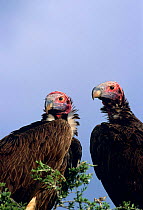 Lappet faced vultures {Torgos tracheliotus} Masai Mara GR, Kenya