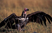 Lappet faced vulture {Torgos tracheliotus} Masai Mara GR, Kenya