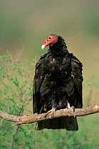 Turkey vulture portrait {Cathartes aura} Texas, USA.