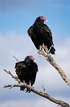 Turkey vultures {Cathartes aura} Texas, USA