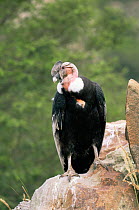 Andean condor {Vultur gryphus} captive.
