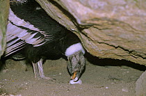 Andean condor (Vultur gryphus) tending egg, captive