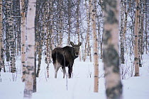 Moose in snowy woodland {Alces alces} Finnmark, Norway