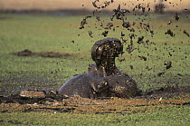 Fighting bull hippos {Hippopotamus amphibius} in mud. Moremi Wildlife Reserve, Botswana
