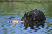 Hippopotamus {Hippopotamus amphibius) licking carcass of dead baby hippo, Moremi Wildlife Reserve, Botswana