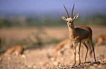 Indian gazelle (Chinkara) {Gazella bennetti}, Lohawat, Rajasthan, India