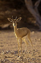 Mountain gazelle {Gazella gazella} in desert, April, Jaaluni, Oman