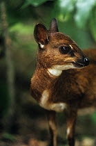 Bate's dwarf / pygmy antelope {Neotragus batesi} Epulu, Ituri Rainforest Reserve, Democratic Republic of Congo