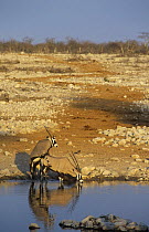 Gemsbok (Oryx gazella) mating at waterhole, Etosha NP, Namibia, Southern Africa