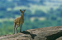 Klipspringer antelope {Oreotragus oreotragus} East Africa