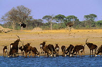 Group of Sable antelopes (Hippotragus niger) drinking at water, with an Ostrich (Muricella plectana) pair, Hwange NP, Zimbabwe