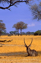 Male Waterbuck resting in shade {Kobus ellipsiprymnus} Hwange NP, Zimbabwe, Southern Africa