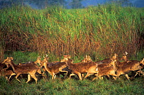 Hog deer {Axis porcinus} herd in Kaziranga National Park, Assam, NE India, Endangered
