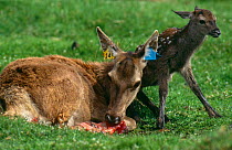 Red deer female with newborn calf {Cervus elaphus} eating afterbirth, UK, captive