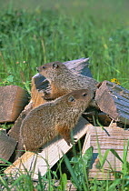 Woodchucks on wood {Marmota monax} captive Minnesota, USA